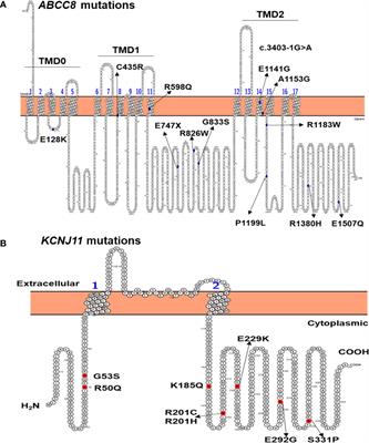 Molecular Genetics, Clinical Characteristics, and Treatment Outcomes of KATP-Channel Neonatal Diabetes Mellitus in Vietnam National Children’s Hospital